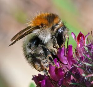 Auf dem Bild ist eine orange-schwarz gefärbte Hummel zu sehen, die auf einer lila Blüte sitzt.