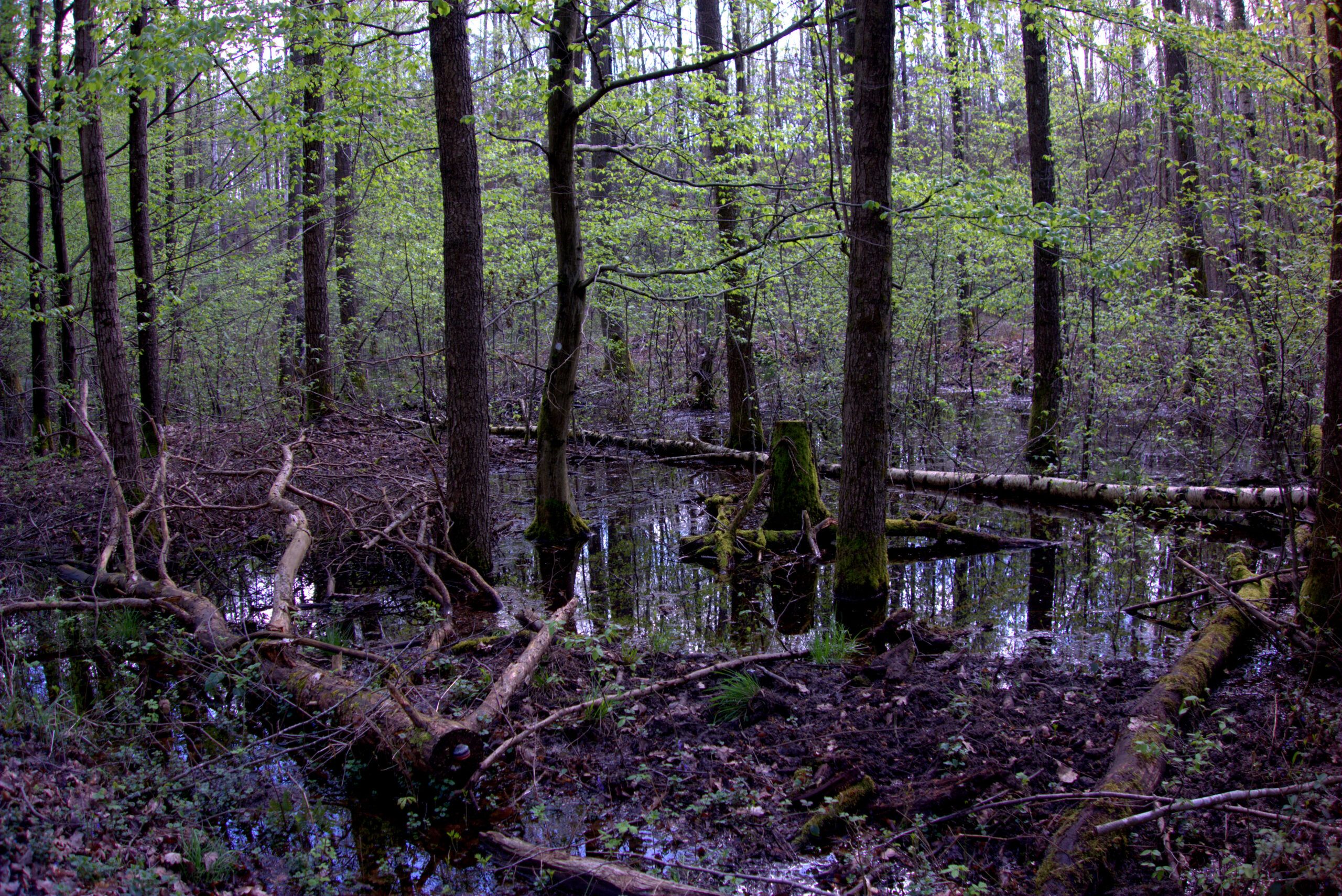 Abgebildet sind die unteren Bereiche von Bäumen und der Waldboden. Der Boden ist nass, es haben sich Wasserflächen gebildet.