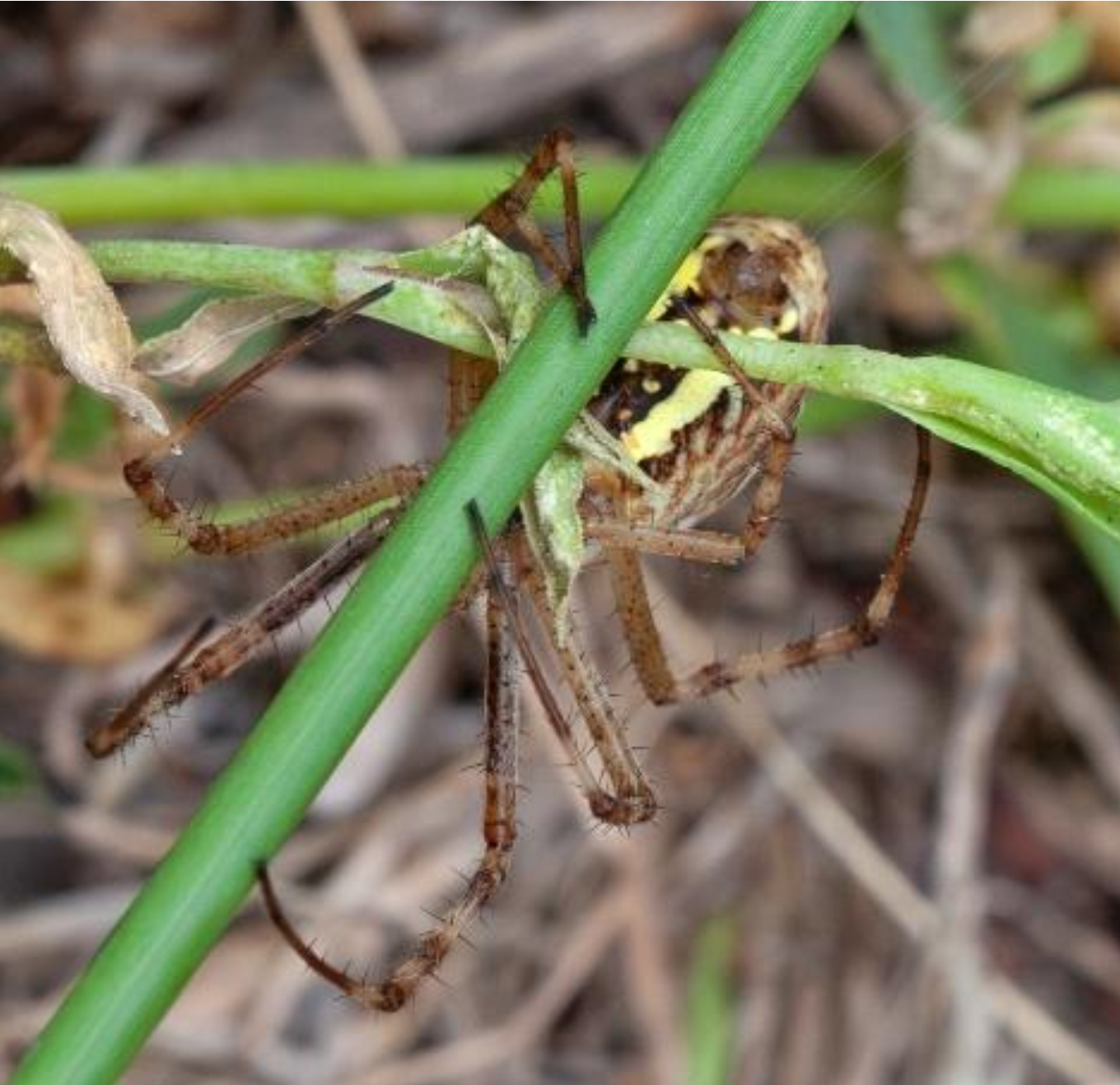 Kleine braune Spinne, die an einem Ast hängt