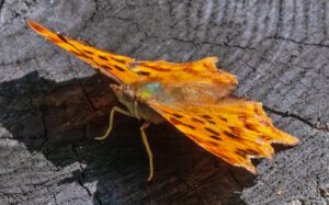 Auf dem Bild ist ein rotbrauner Schmetterling zu sehen, der auf einem Holzstamm sitzt.