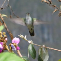 Vogel: Anden-Kolibri
