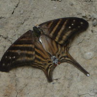 Schmetterling: Ritterfalter