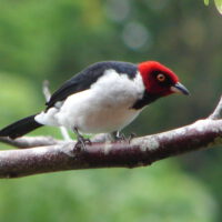 Vogel: Rotkappenkardinal