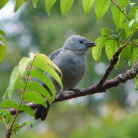 Vogel: Grauer Tangare