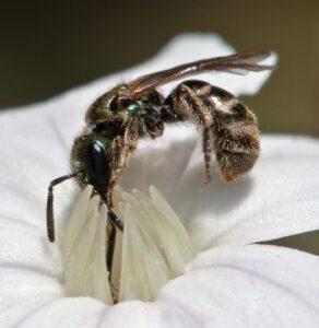 Auf dem Bild ist eine kleine Wildbiene zu sehen, die auf einer weißen Blüte sitzt. Ihren Rüssel hat sie tief in die Blüte getaucht.