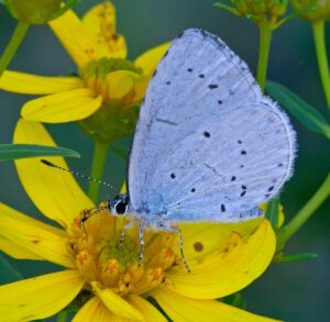 Auf dem Bild ist ein blau-grauer Schmetterling zu sehen, der mit zusammengefalteten Flügeln auf einer gelben Blüte sitzt. Auf den Flügeln sind verstreut einige schwarze Punkte zu sehen.