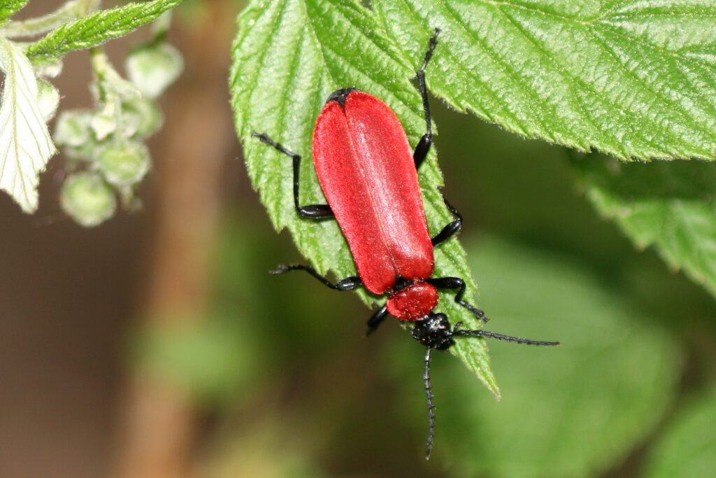Roter Käfer auf grünem Blatt