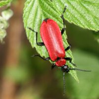 Roter Käfer auf grünem Blatt