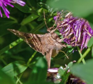 Auf dem Bild ist ein braungrauer Schmetterling zu sehen, der zu den Nachfaltern gehört. Der Körper ist gedrungen und die Flügel deltaförmig zusammengelegt. Der Falter sitzt an einer lilafarbigen Blüte.