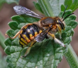 Auf dem Bild ist eine gelb-schwarz gefärbte Wildbiene zu sehen, die auf einem grünen Blatt sitzt. Die Hinterleibszeichnung der Wildbiene sieht ähnlich wie bei Wespen aus.