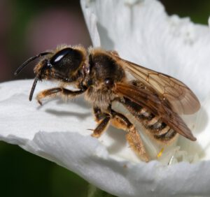 Auf dem Bild ist eine braun-gelbe Wildbiene zu sehen, die auf einer weißen Blüte sitzt. Das Insekt ist stark mit hellen Haaren behaart.