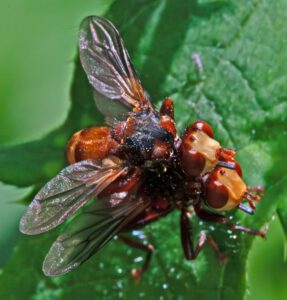 Auf dem Bild sind zwei übereinander sitzende Fliegen zu sehen. Die Fliegen sind orangerot gefärbt.