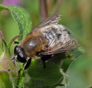 Auf dem Bild ist eine grau -schwarze Schwebfliege zu sehen, die wie eine Hummel aussieht. Die Fliege ist stark mit grauen Haaren behaart. Am Kopf befinden sich große schwarze Facettenaugen.