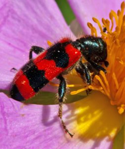 Auf dem Bild ist ein auffällig rot-schwarz gefärbter Käfer zu sehen, der in einer Blüte mit rosa Blättern und gelben Staubbeuteln sitzt.
