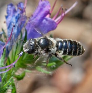 Auf dem Bild ist eine fliegende Wildbiene zu sehen. Sie umschwirrt die blauen Blüten der Natternkopf-Pflanze