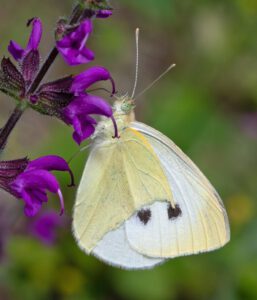 Auf dem Bild ist ein weiß-gelber Schmetterling zu sehen, der an einer lila Blüte sitzt. Auf den Flügeln sind zwei schwarze Punkte zu erkennen.