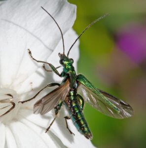 Auf dem Bild ist ein grünlich schimmernder Käfer zu sehen, der seine Flügel zum Abflug spreizt und auf einer weißen Blüte sitzt.