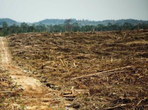 Abgeholzter Urwald