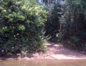 ursprünglicher Urwald am Fluss