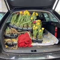 Eingeladende Blumen im Kofferraum eines Autos.