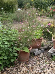 Mehrere Pflanzen die in Blumenkübel stecken.