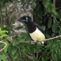 Vogel: Plüschkopfoberhäher