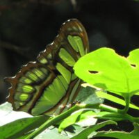 Schmetterling: Malachit-Schmetterling