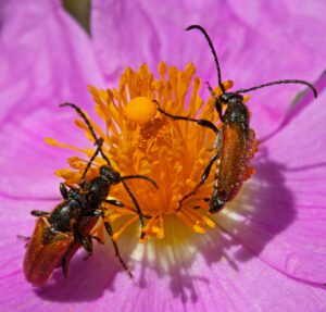 Auf dem Bild ist eine leuchtend rosa Blüte zu sehen, auf der sich drei kleine Bockkäfer versammelt haben. Die Käfer sind länglich und haben langgestreckte Fühler. Die Fühler und der Kopf sind schwarz, die Flügeldecken rostbraun.