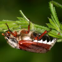 Braun weißer Käfer