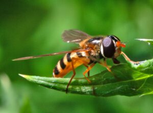 Auf dem Bild ist eine schwarz-gelbe Schwebfliege zu sehen, die auf einem grünen Blatt sitzt. Der Hinterleib ist gelb mit schwarzen Streifen.