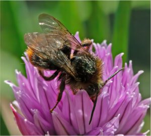 Eine dunkle Hummel sitzt auf einer pinken Blüte