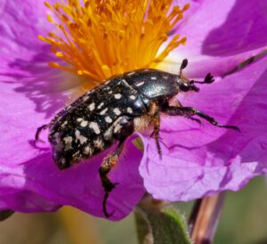 Auf dem Bild ist ein schwarzer Käfer mit weißen Flecken zu sehen, der auf einer lila Blüte krabbelt.