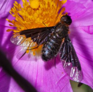Auf dem Bild ist ein fliegenartiges Insekt zu sehen, dessen Flügel auffällig zickzackartig abgegrenzt ist. Das Insekt sitzt auf einer rosa-gelben Blüte.