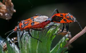 Auf dem Bild sind zwei Wanzen zu sehen, die eine auffällige schwarz-rote Musterung besitzen. Sie sind mit der Paarung beschäftigt und sitzen auf grünen Blütenkelchen.