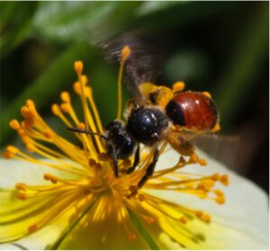 Eine kleine Biene mit schwarzen Oberkörper und rotem Hinterteil auf einer gelben Blüte